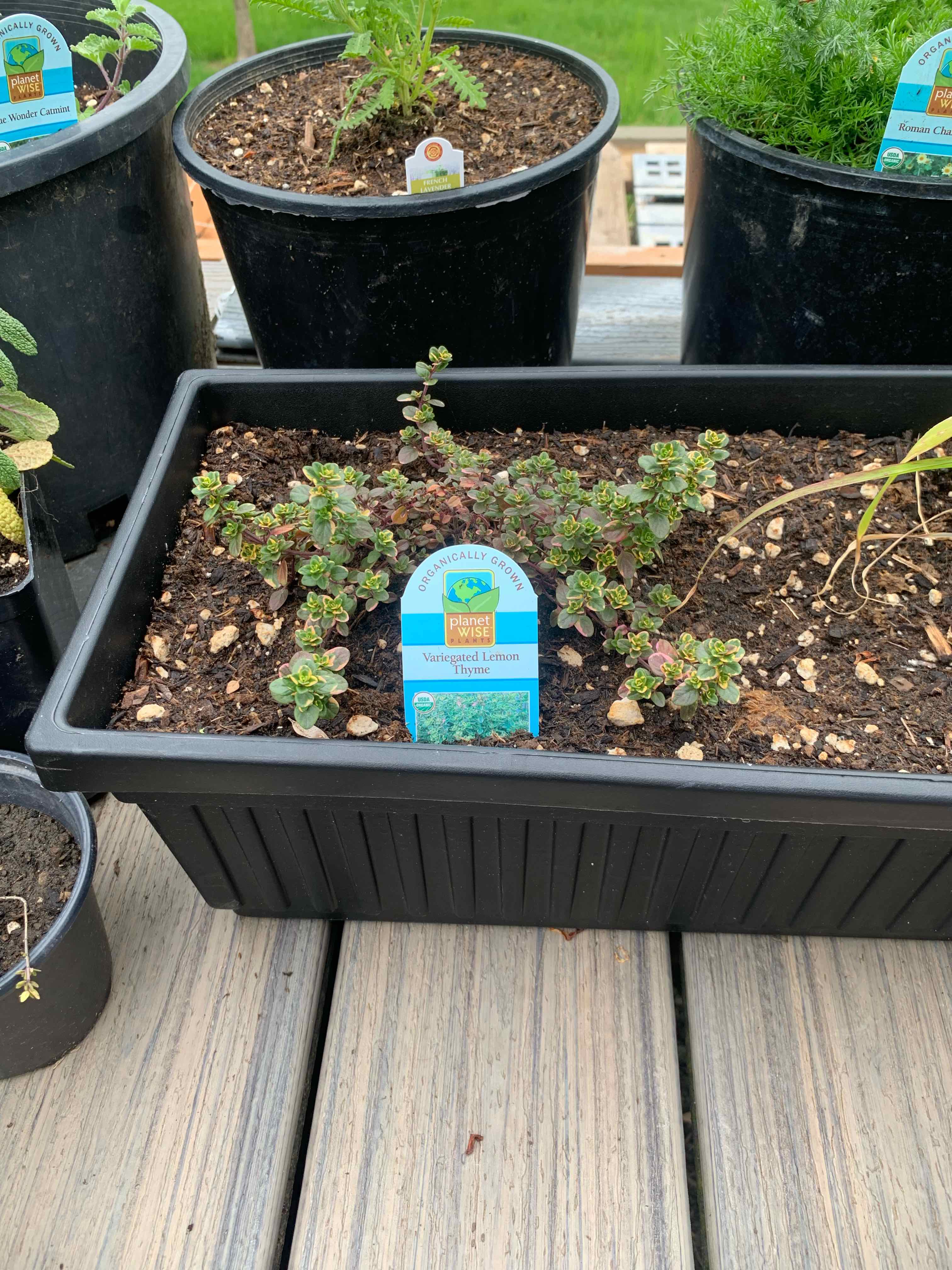 Photo of the plant species Lemon Thyme by @Feed_Me_Semor named Variegated Lemon Thyme on Greg, the plant care app