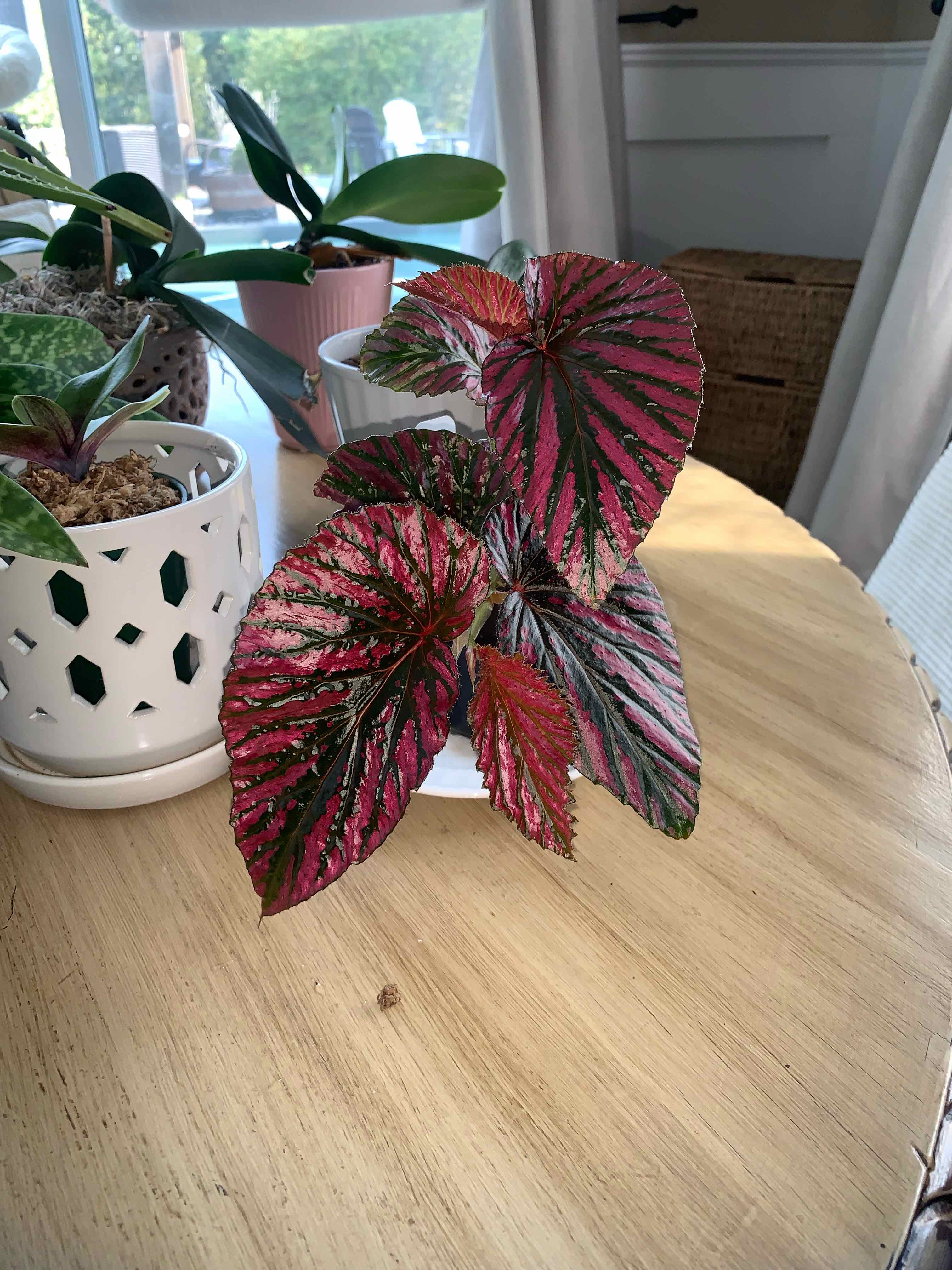 Photo of the plant species Begonia brevirimosa subsp. brevirimosa by @Feed_Me_Semor named Diana on Greg, the plant care app
