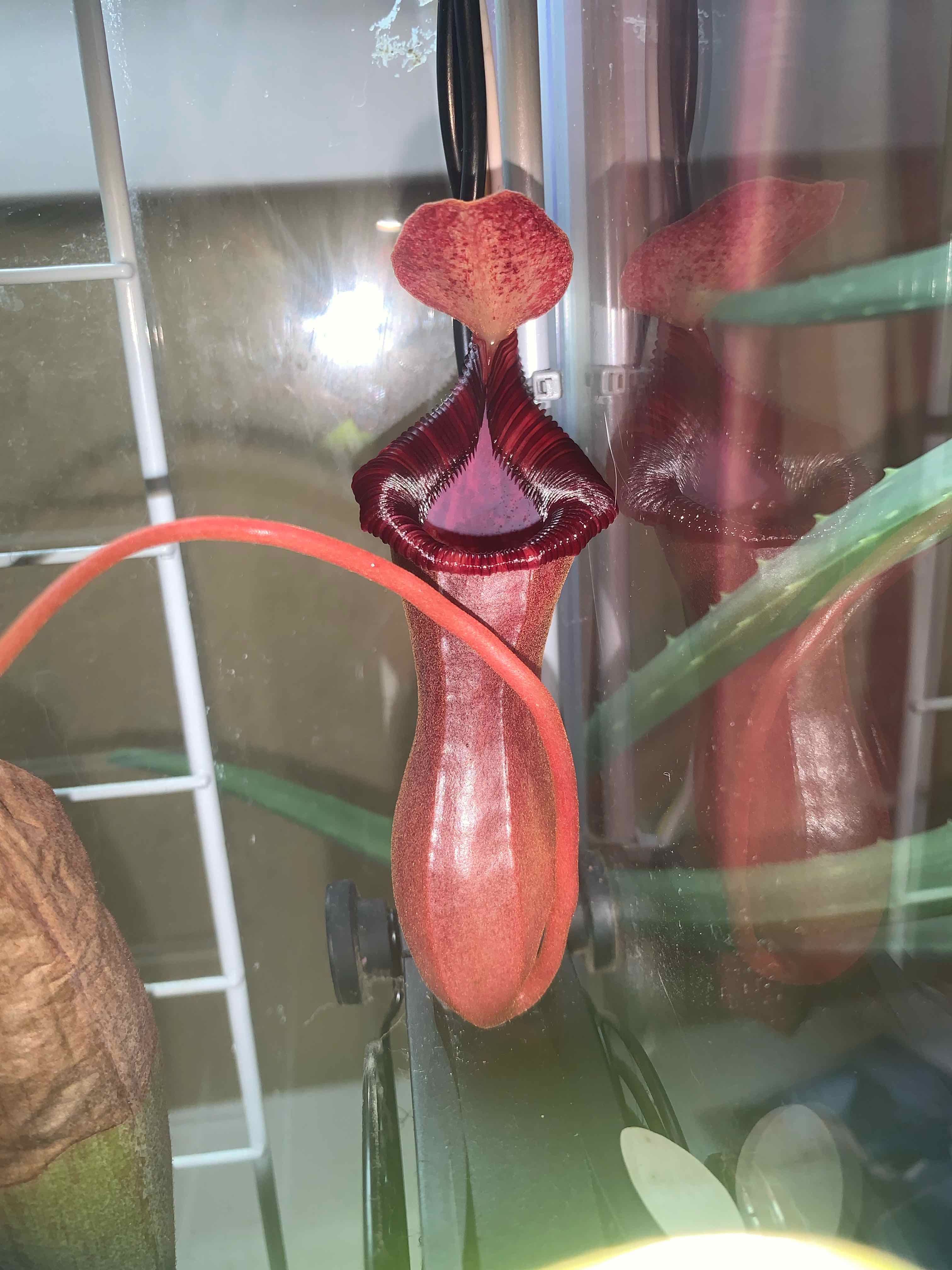 Photo of the plant species Low's Pitcher-plant by @Feed_Me_Semor named Delilah on Greg, the plant care app