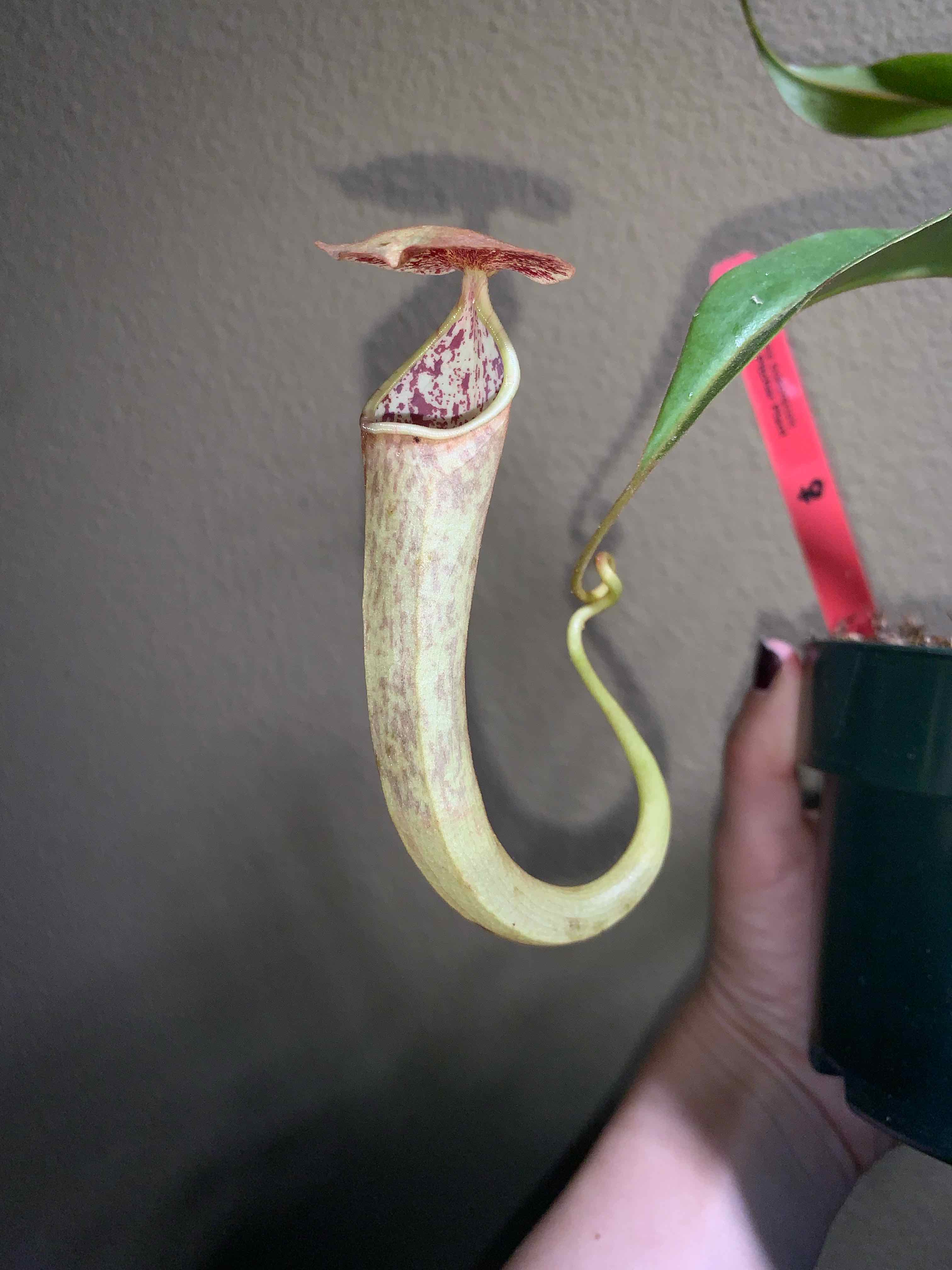 Photo of the plant species monkey cup by @Feed_Me_Semor named N. Bokorensis Monkey Cup  Female on Greg, the plant care app
