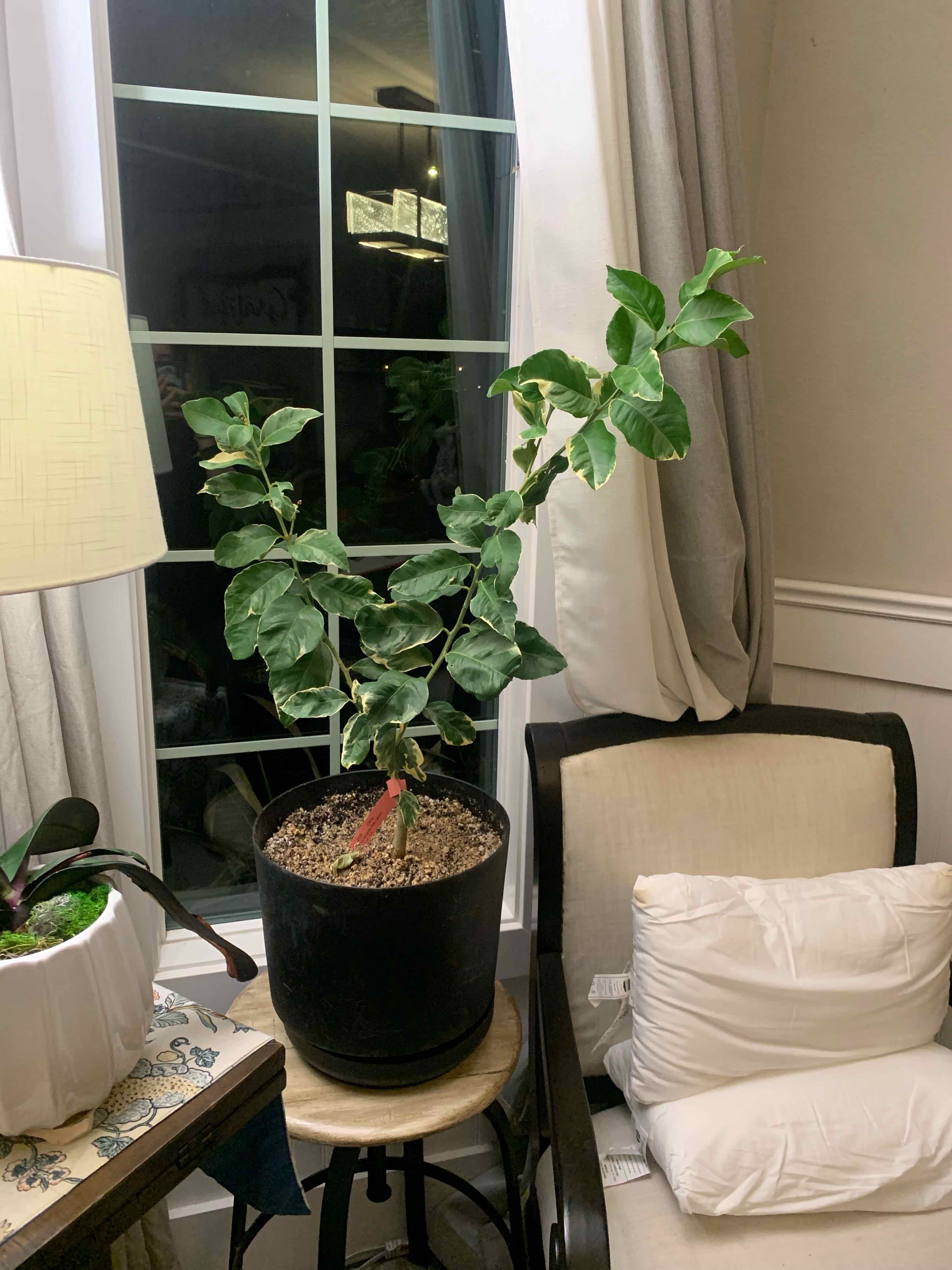 Photo of the plant species Lemon Tree by @Feed_Me_Semor named Variegated on Greg, the plant care app