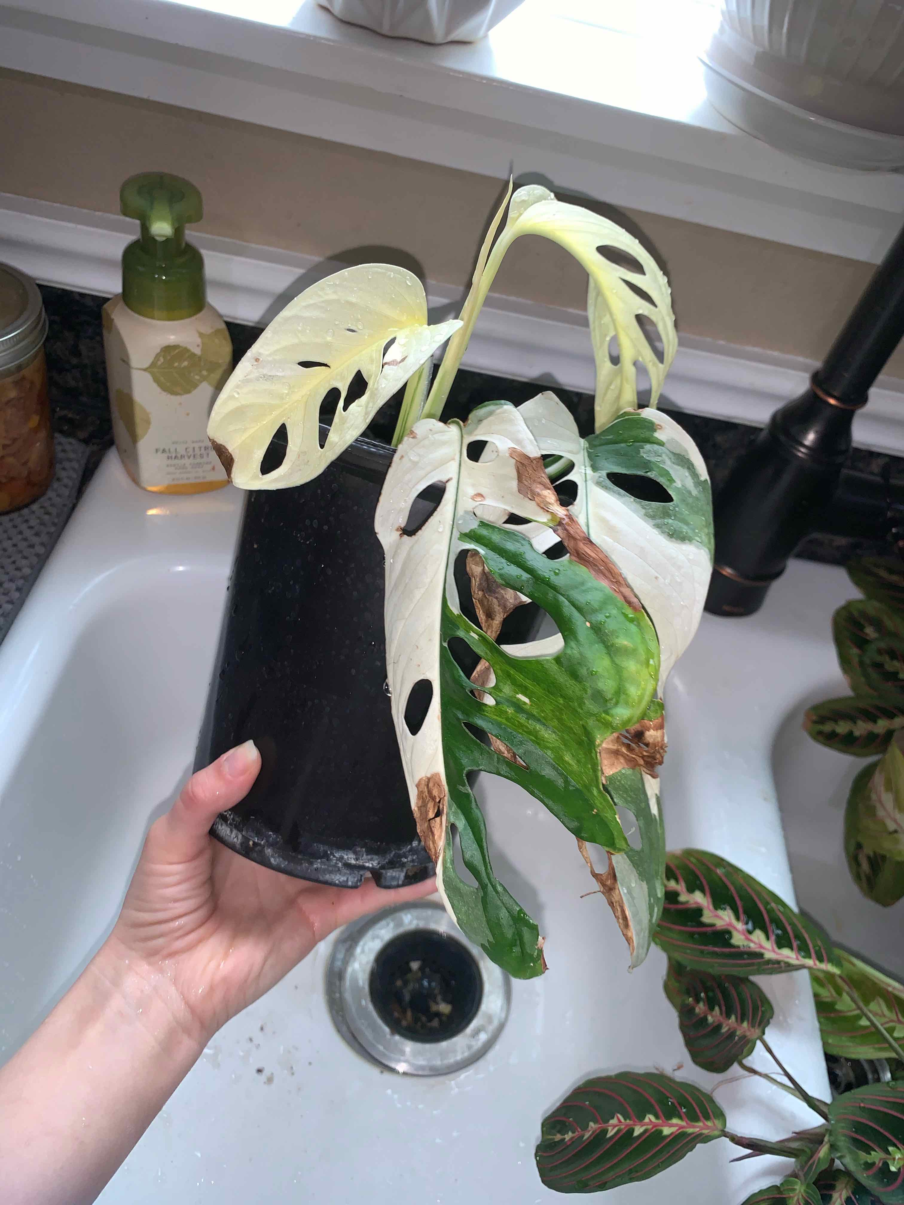 Photo of the plant species Monstera Adonsonii by @Feed_Me_Semor named Monstera Adosonii Albo on Greg, the plant care app