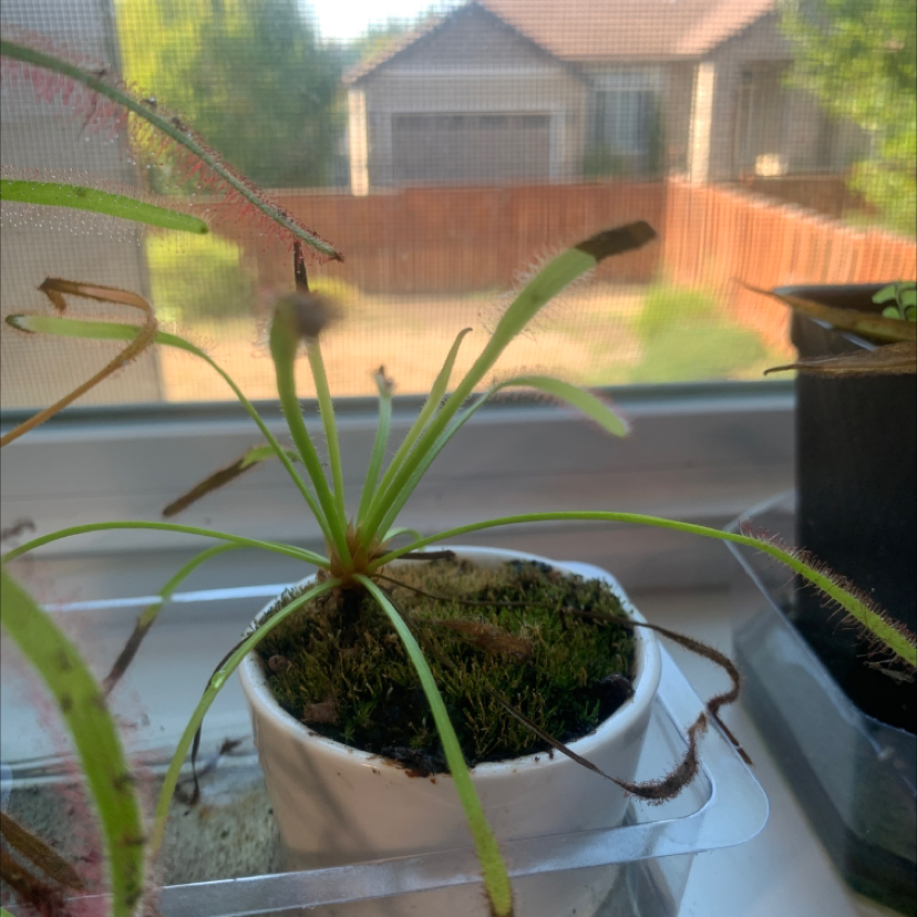 Photo of the plant species Sunset Peak Sundew by @Feed_Me_Semor named Spike Leaves on Greg, the plant care app