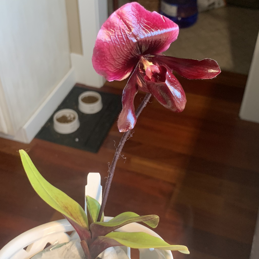 Photo of the plant species Slipper Orchid by @Feed_Me_Semor named Victoria on Greg, the plant care app