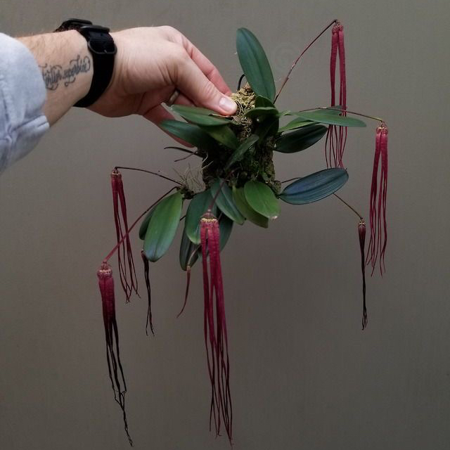 Photo of the plant species Bulbophyllum treschii by @Feed_Me_Semor named Michelle Branch on Greg, the plant care app