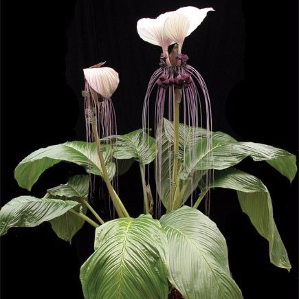 Photo of the plant species White Bat Flower by @Feed_Me_Semor named Sproutacus on Greg, the plant care app