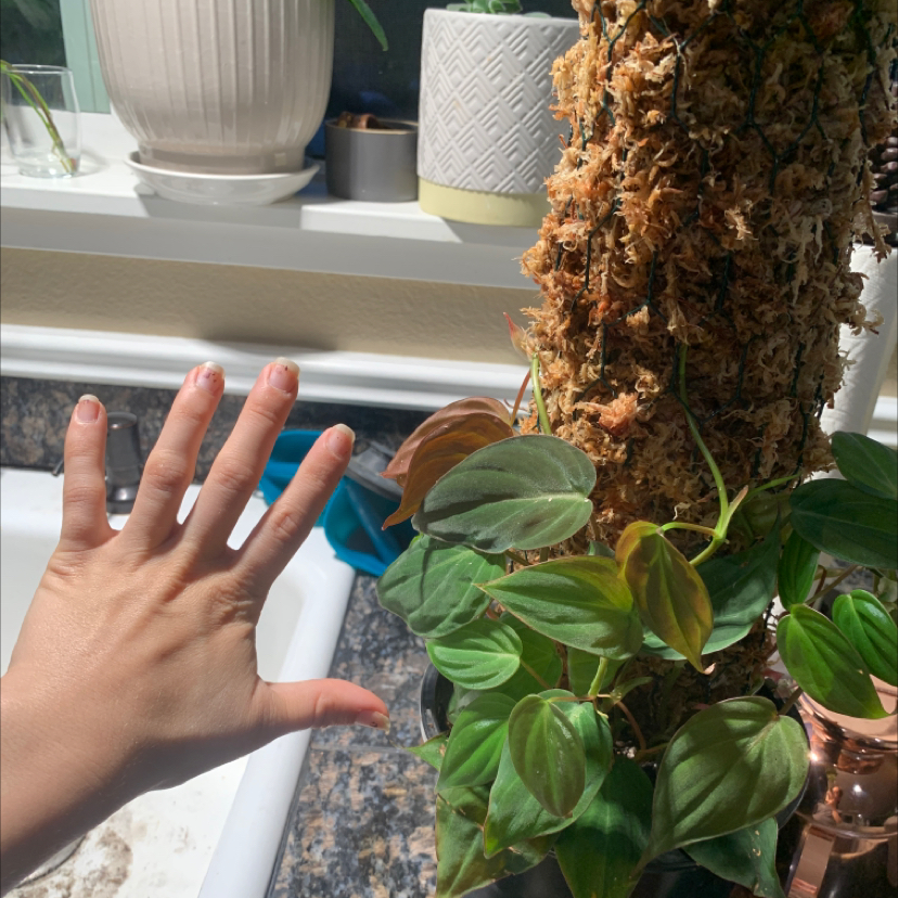 Photo of the plant species Philodendron Melanochrysum x Verrucosum by @Feed_Me_Semor named Queen on Greg, the plant care app