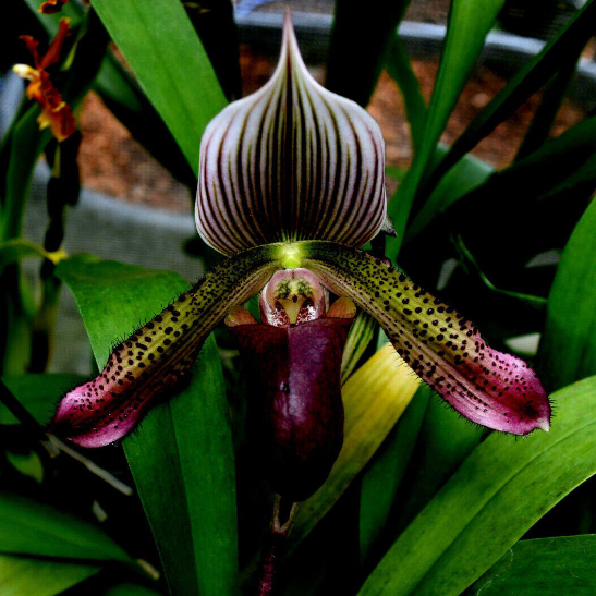 Photo of the plant species Paphiopedilum Argus by @Feed_Me_Semor named Slipper Orchid on Greg, the plant care app