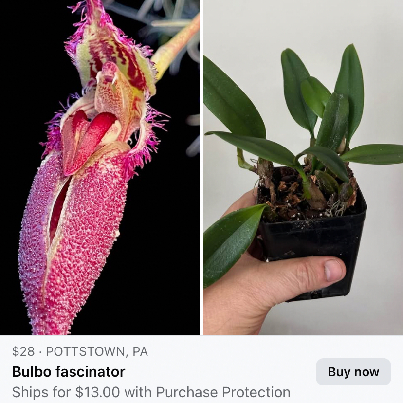 Photo of the plant species bulbafilun by @Feed_Me_Semor named Bulbo fascinator on Greg, the plant care app