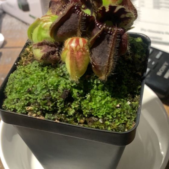 Photo of the plant species Australian Pitcher Plant by @Feed_Me_Semor named Cephalotus on Greg, the plant care app