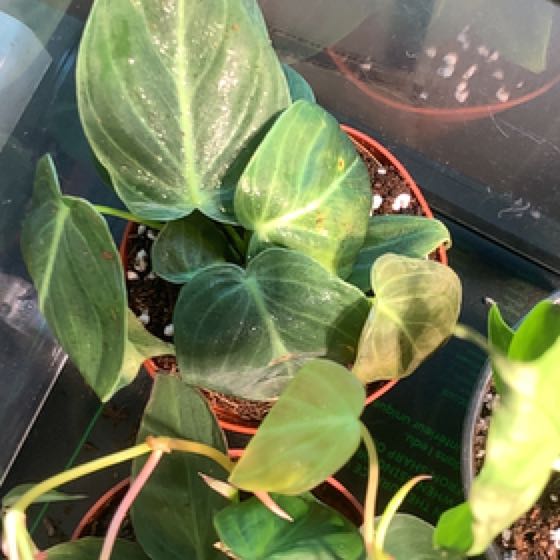 Photo of the plant species Philodendron Melanochrysum x Verrucosum by @Feed_Me_Semor named Wall-E on Greg, the plant care app