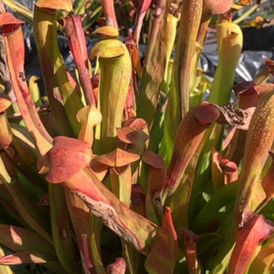 Photo of the plant species Sweet Pitcher Plant by @Feed_Me_Semor named Dax on Greg, the plant care app