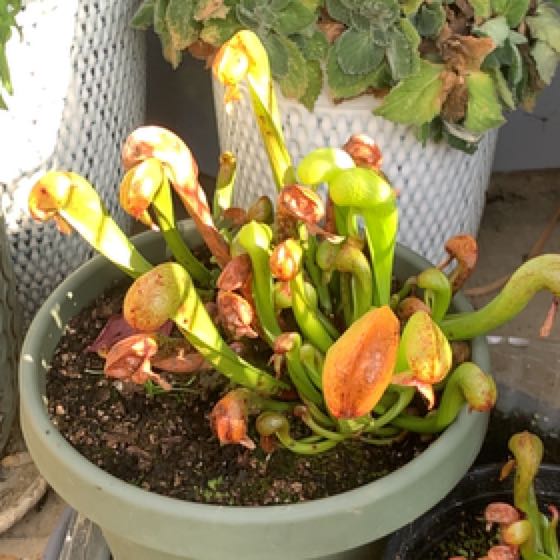 Photo of the plant species Darlingtonia 'Siskiyou Dragon' by @Feed_Me_Semor named Huckleberry Fern on Greg, the plant care app