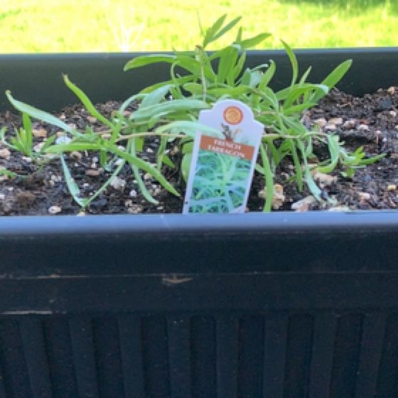 Photo of the plant species French Tarragon by @Feed_Me_Semor named Muhammad Ali on Greg, the plant care app