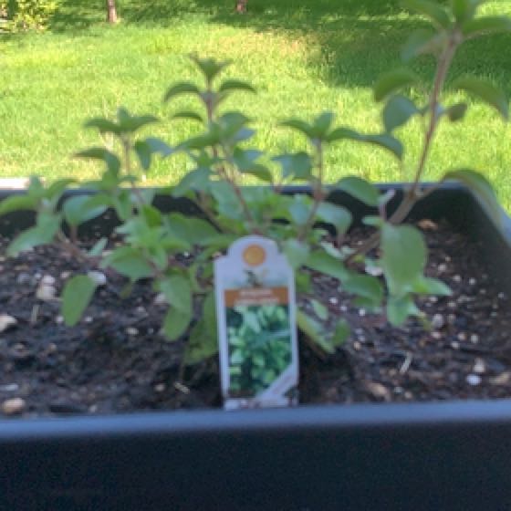 Photo of the plant species Italian oregano by @Feed_Me_Semor named Italian Oregano on Greg, the plant care app