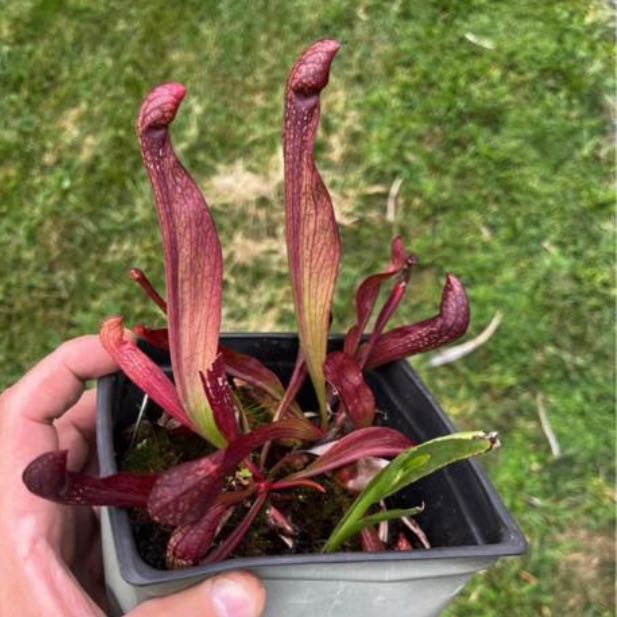 Photo of the plant species Parrot Pitcher Plant 'Heterophylla' by @Feed_Me_Semor named Gothic Parrot Pitcher on Greg, the plant care app