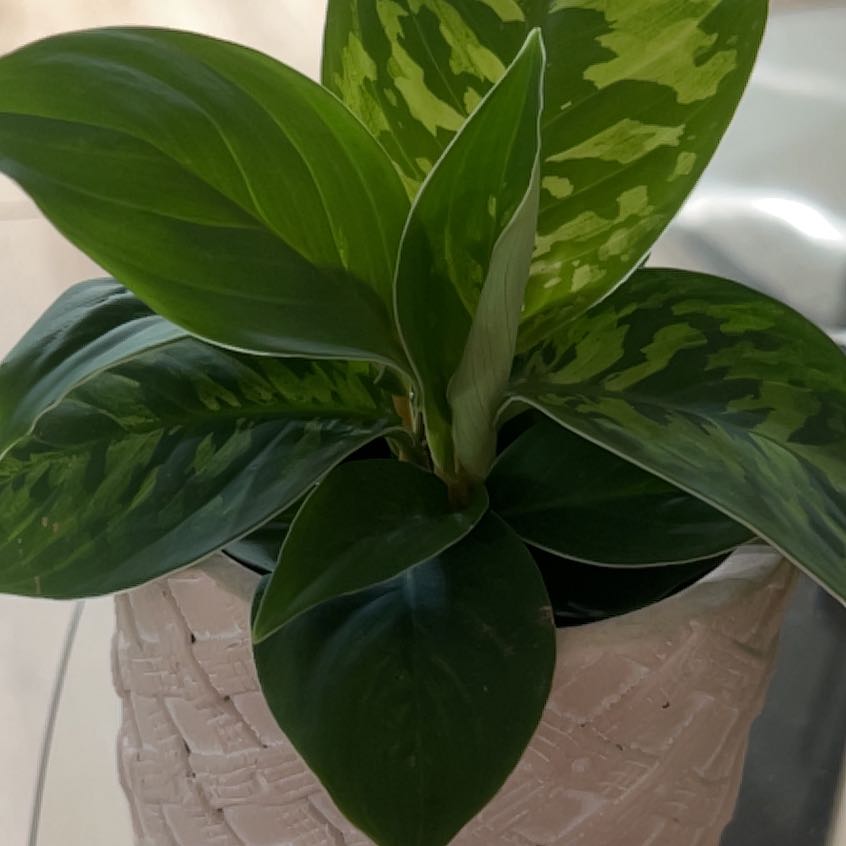 Photo of the plant species Chinese Evergreen 'Wishes' by @ToughChangunga named Nithin on Greg, the plant care app