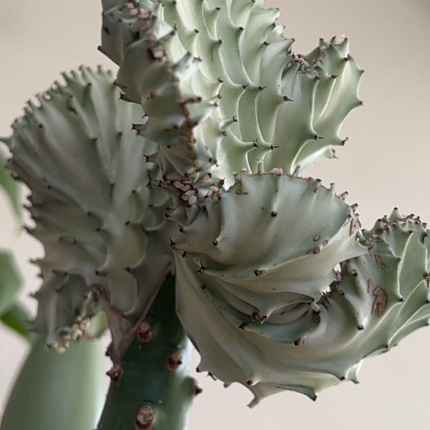 Photo of the plant species Coral Cactus by @ToughChangunga named Emerson on Greg, the plant care app