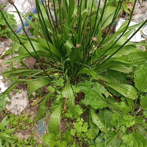 Photo of the plant species Hare-Foot Plantain by @NovelKurrajong named Bodhi on Greg, the plant care app