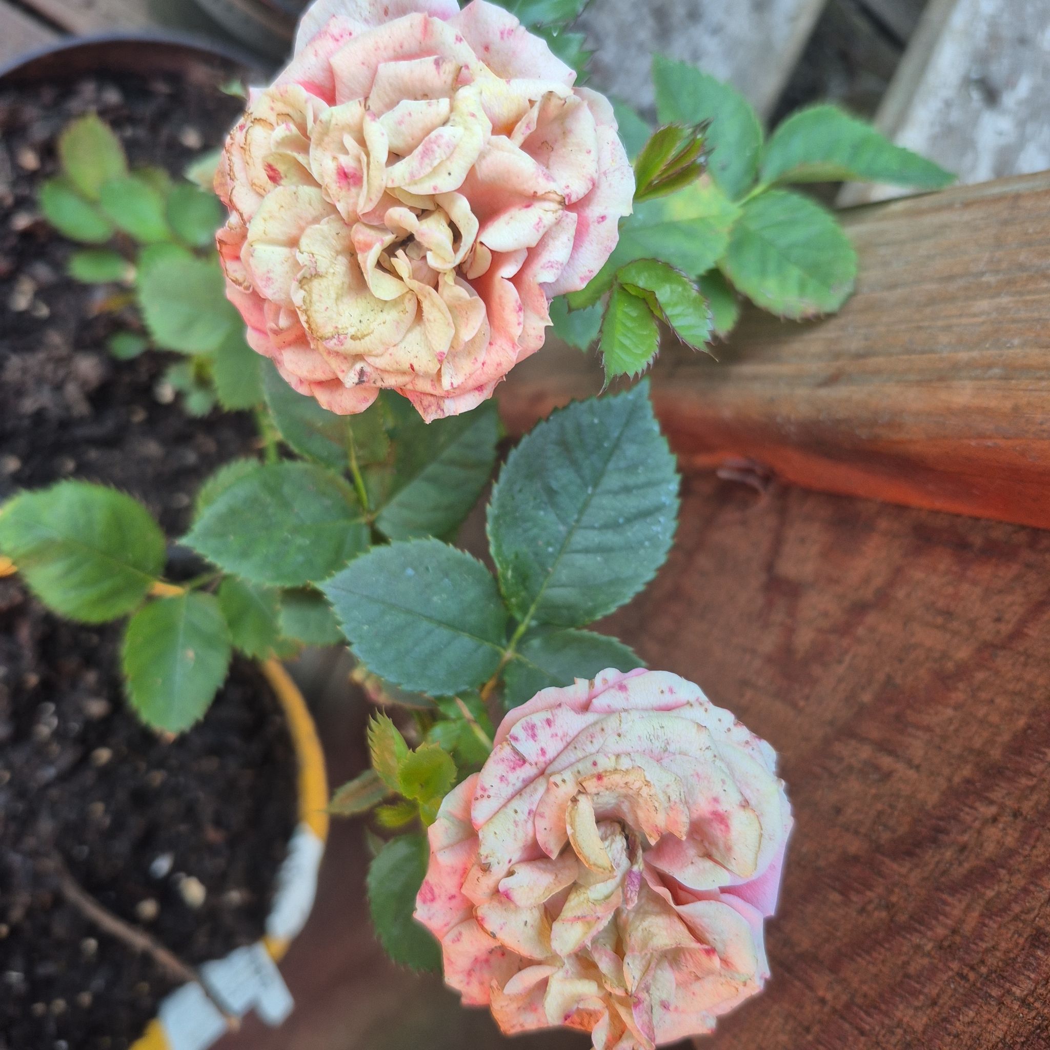 Photo of the plant species Floribunda Rose by @ImmenseCentella named Demi on Greg, the plant care app