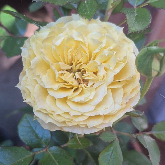Photo of the plant species Floribunda Rose by @ImmenseCentella named Einstein on Greg, the plant care app