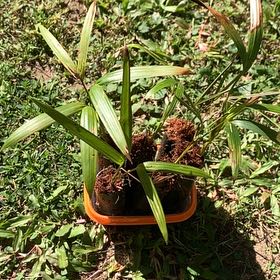 Photo of the plant species Lipstick Palm by @SassyAngelwings named Kobe on Greg, the plant care app