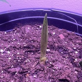 Photo of the plant species Titan arum by @QuesterBaibua named Kylie on Greg, the plant care app