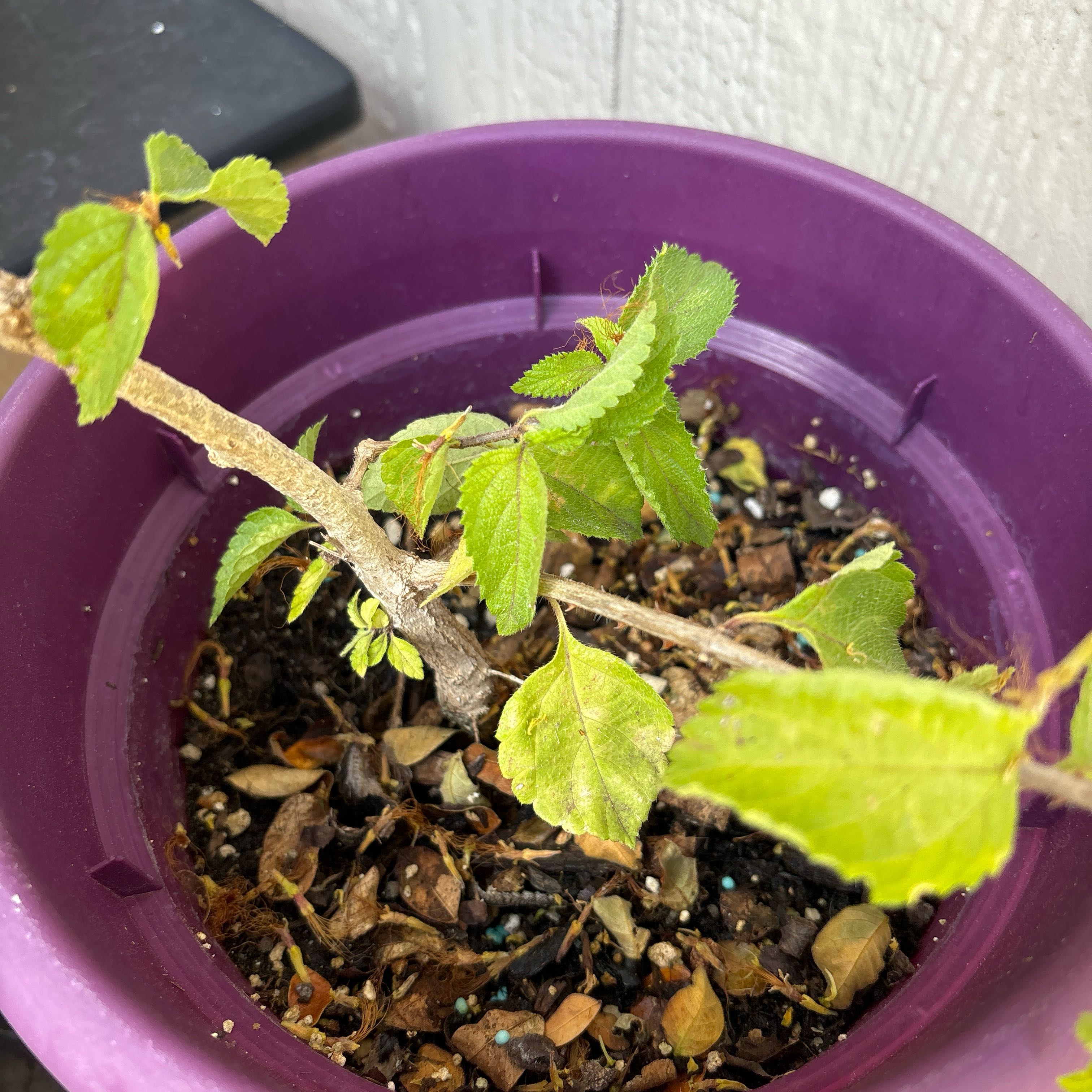 Photo of the plant species Bushy Lippia by @NurseMockorange named Orwell on Greg, the plant care app