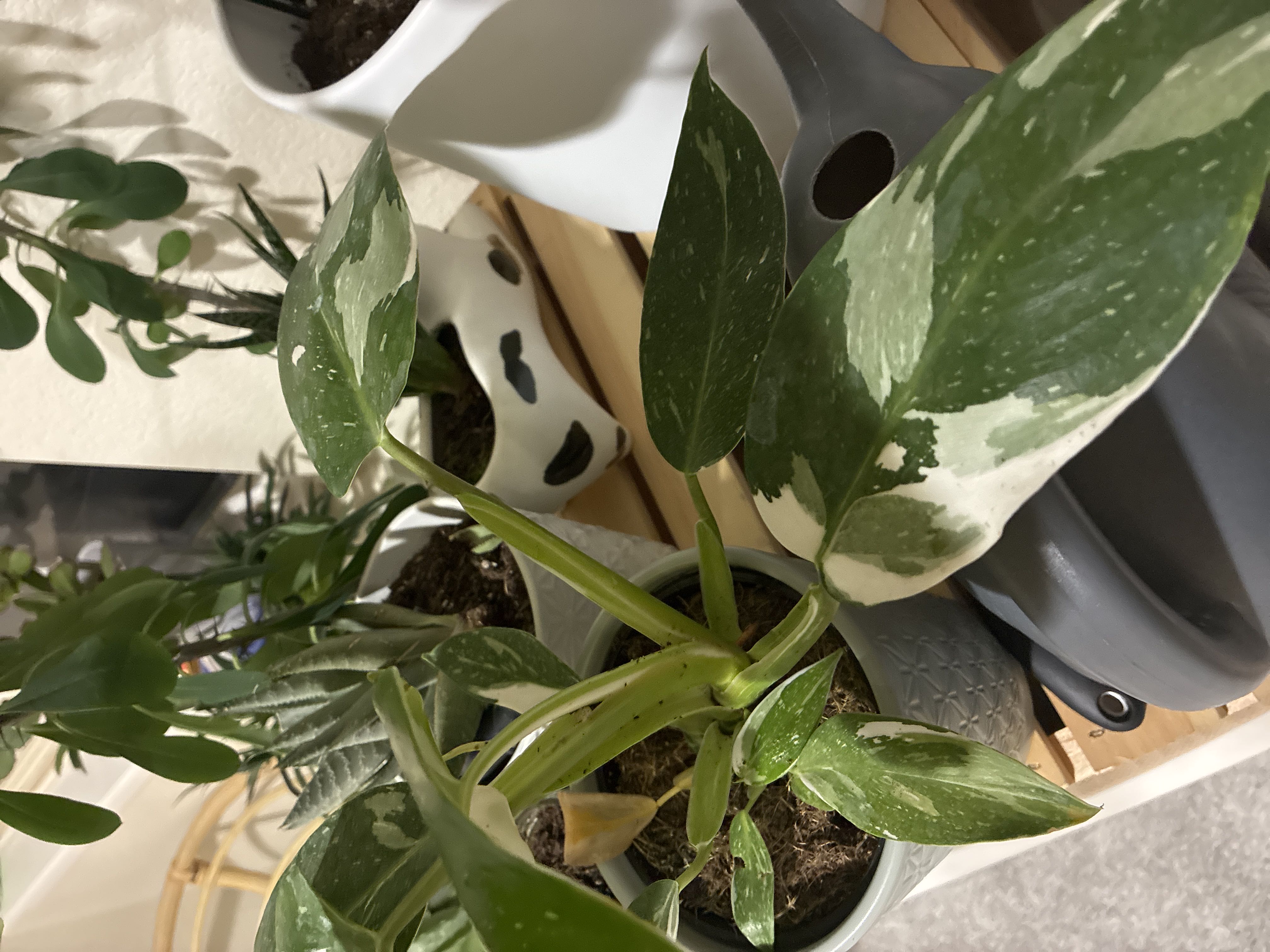 Photo from the post