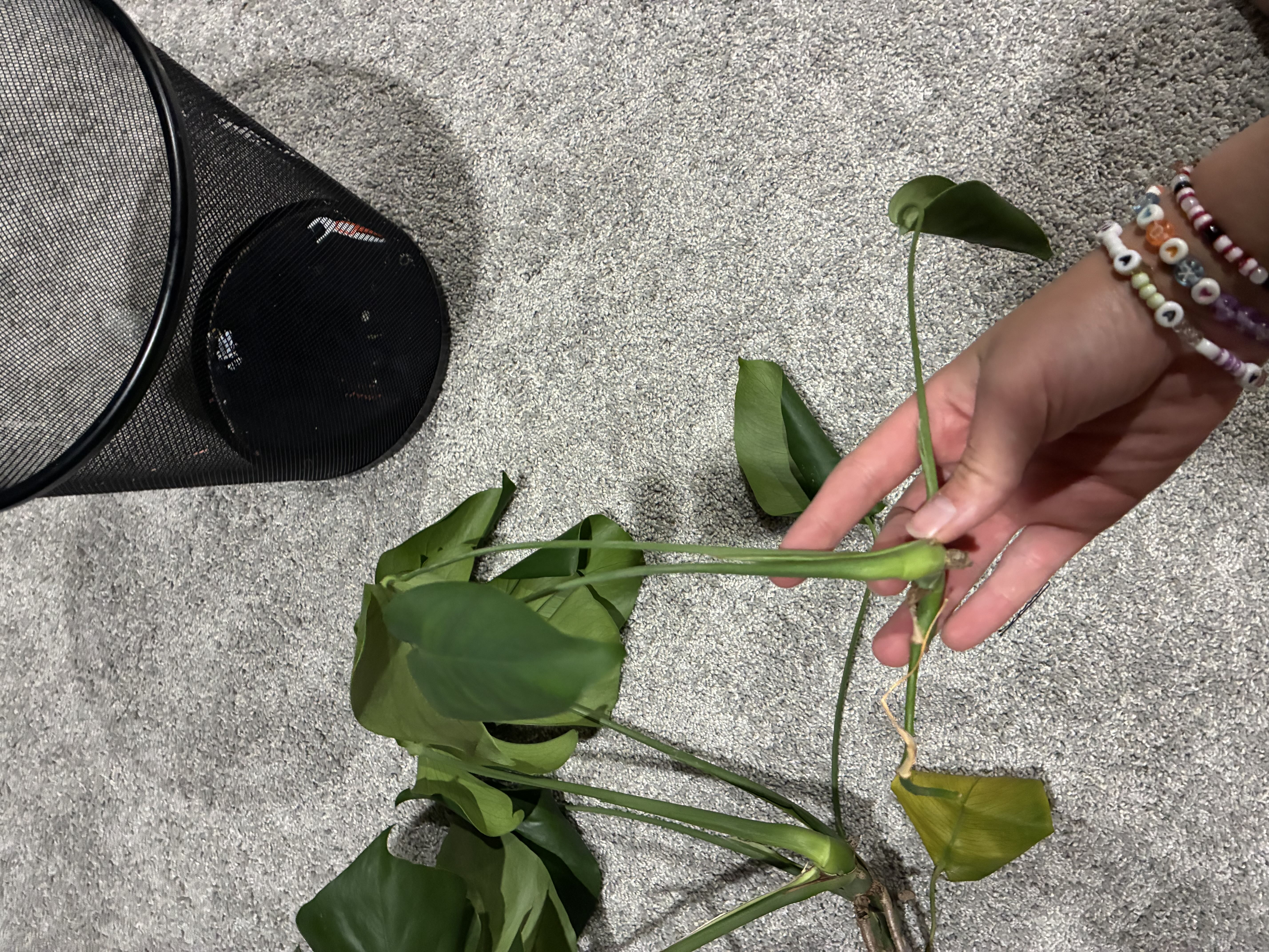 Photo from the post