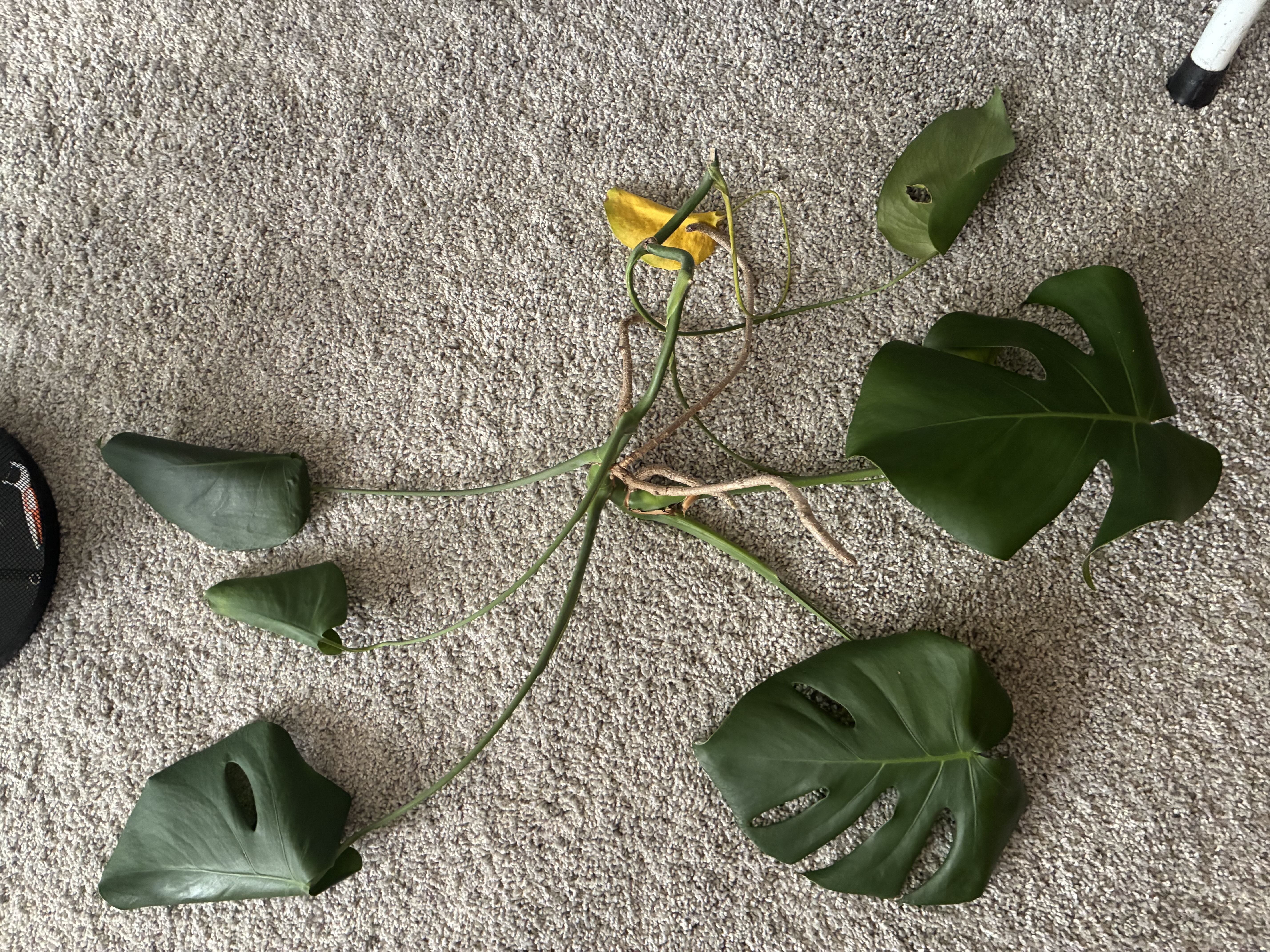 Photo from the post