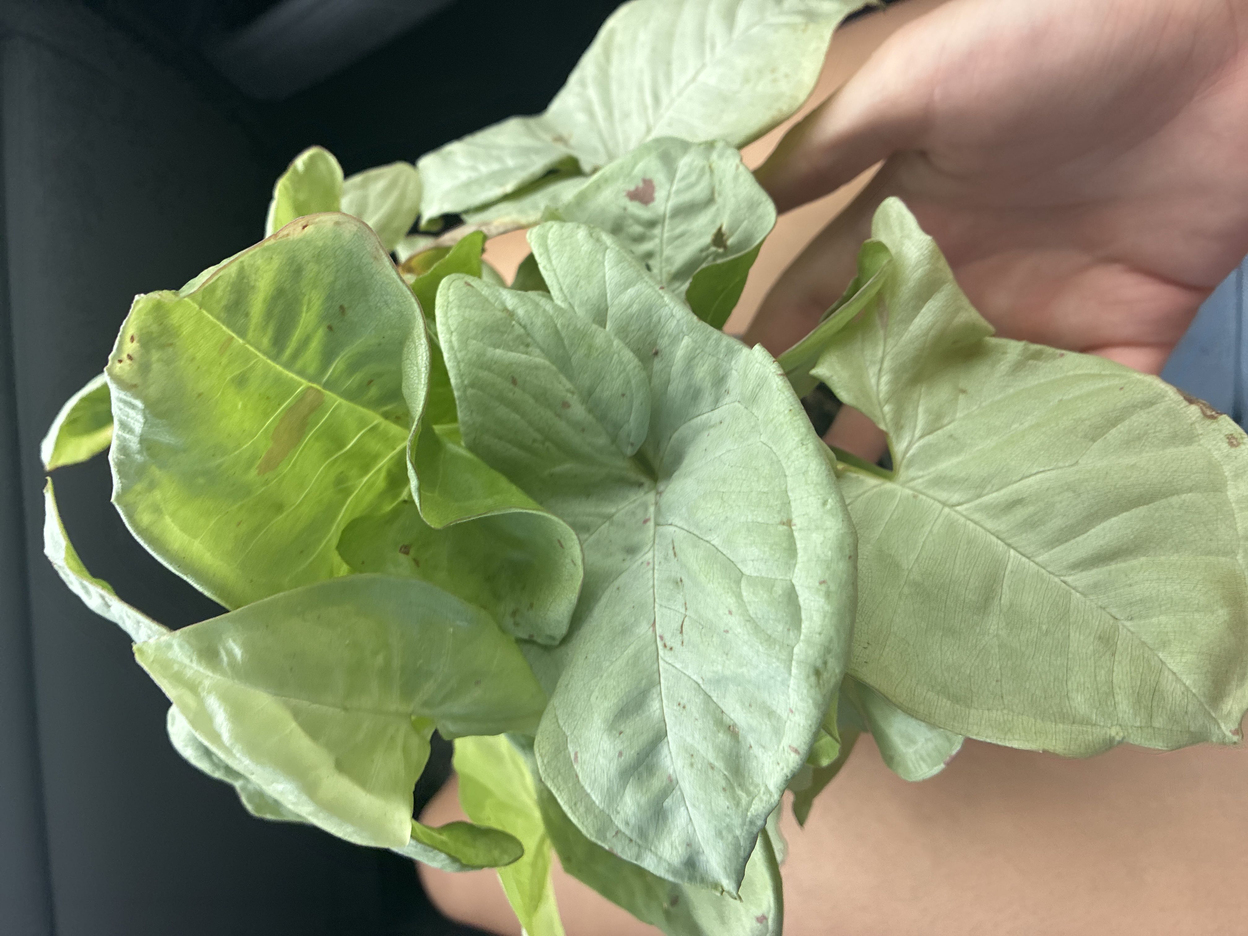 Photo from the post