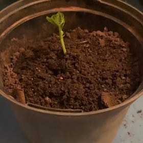 Photo of the plant species Common Bean by @ComicPileasugar named Nemo on Greg, the plant care app
