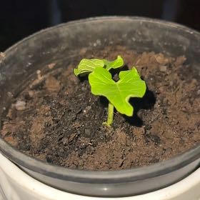 Photo of the plant species Garden Lettuce by @ComicPileasugar named Doja Cat on Greg, the plant care app