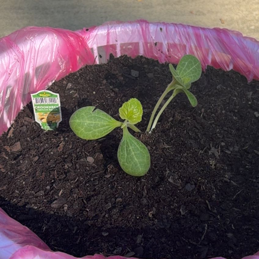 Photo of the plant species Summer Squash by @SugarAutumnfern named Onyon on Greg, the plant care app