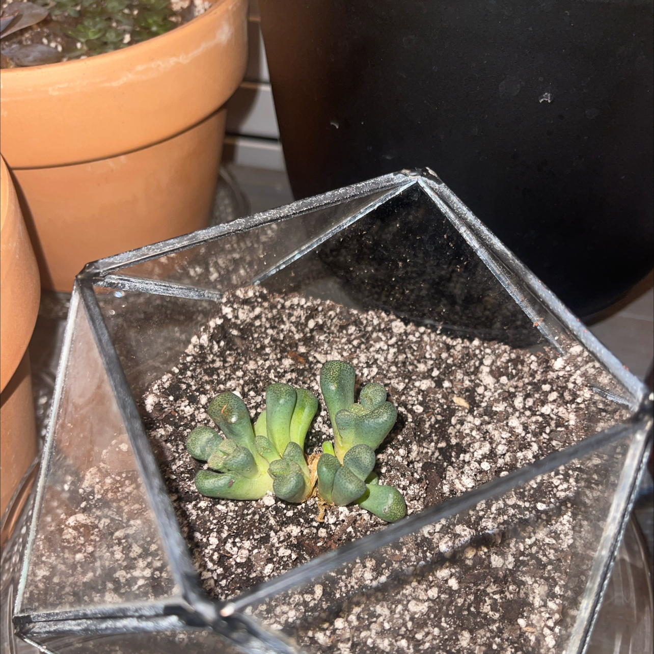 Photo of the plant species Living Stone by @GabrielCastro named Stoney on Greg, the plant care app