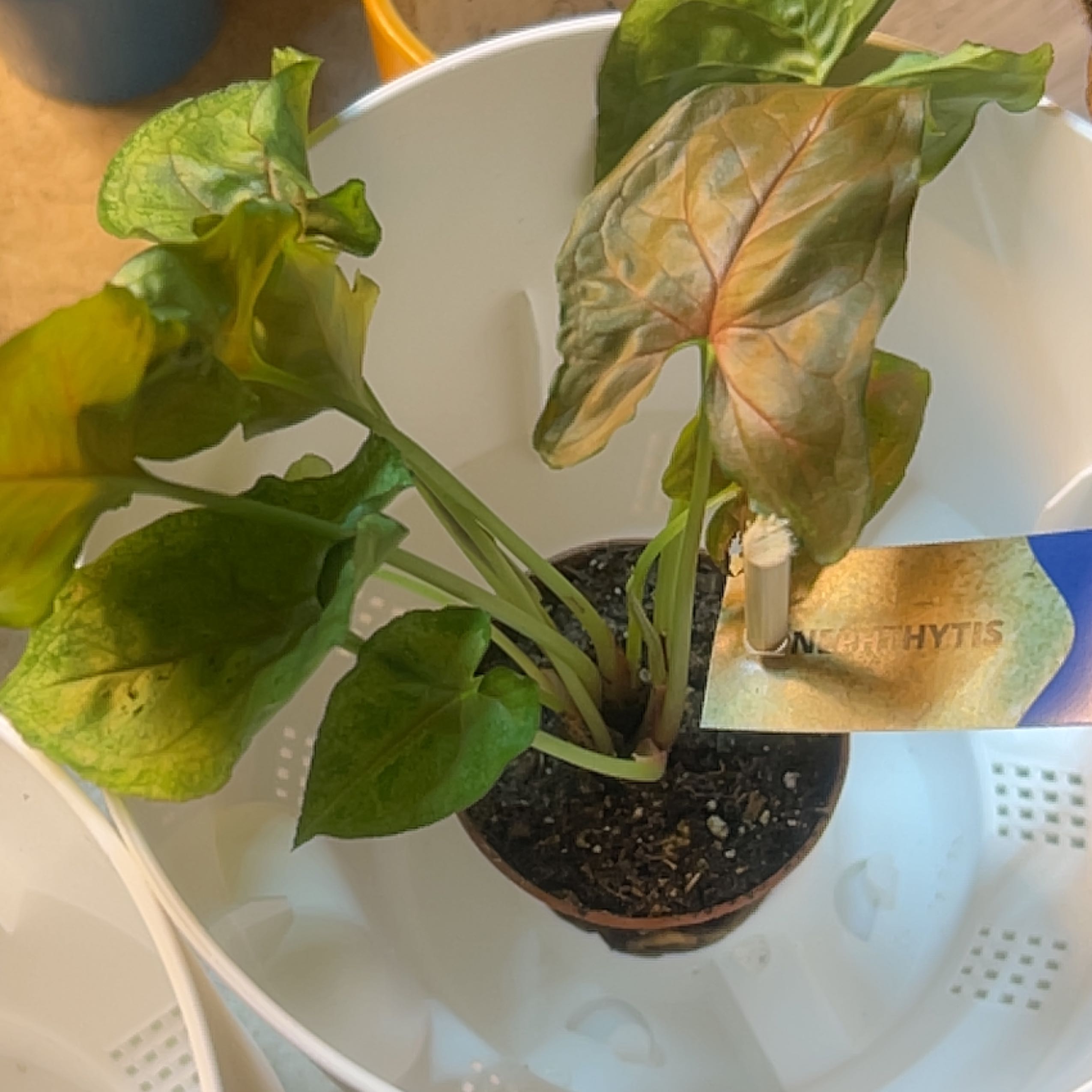 Photo of the plant species Pink Allusion by @StarKiwiaeonium named Messi on Greg, the plant care app