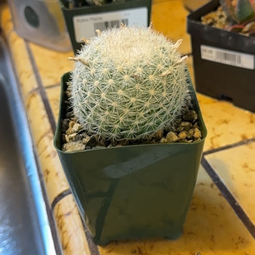 A healthy Mammilloydia cactus in a green plastic pot with visible soil.