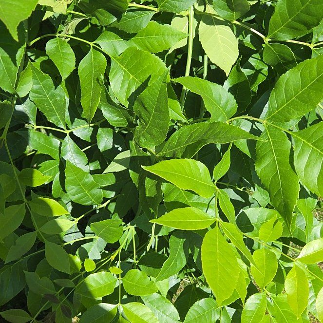 Photo of the plant species Green Ash by @SteadyHoyalisa named Prince on Greg, the plant care app