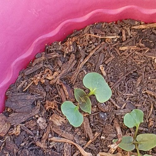 Photo of the plant species Colorado Four O'Clock by @NoblyGambeloak named Curie on Greg, the plant care app