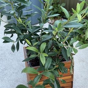 Photo of the plant species Blueberry Pink by @PetAfghanpine named Coco on Greg, the plant care app