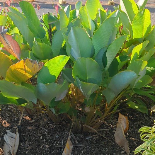 Photo of the plant species Cigar Plant by @NicePeacockmoss named Bieber on Greg, the plant care app