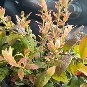 Photo of the plant species Top Hat Blueberry by @RadBasketplant named Harmony on Greg, the plant care app