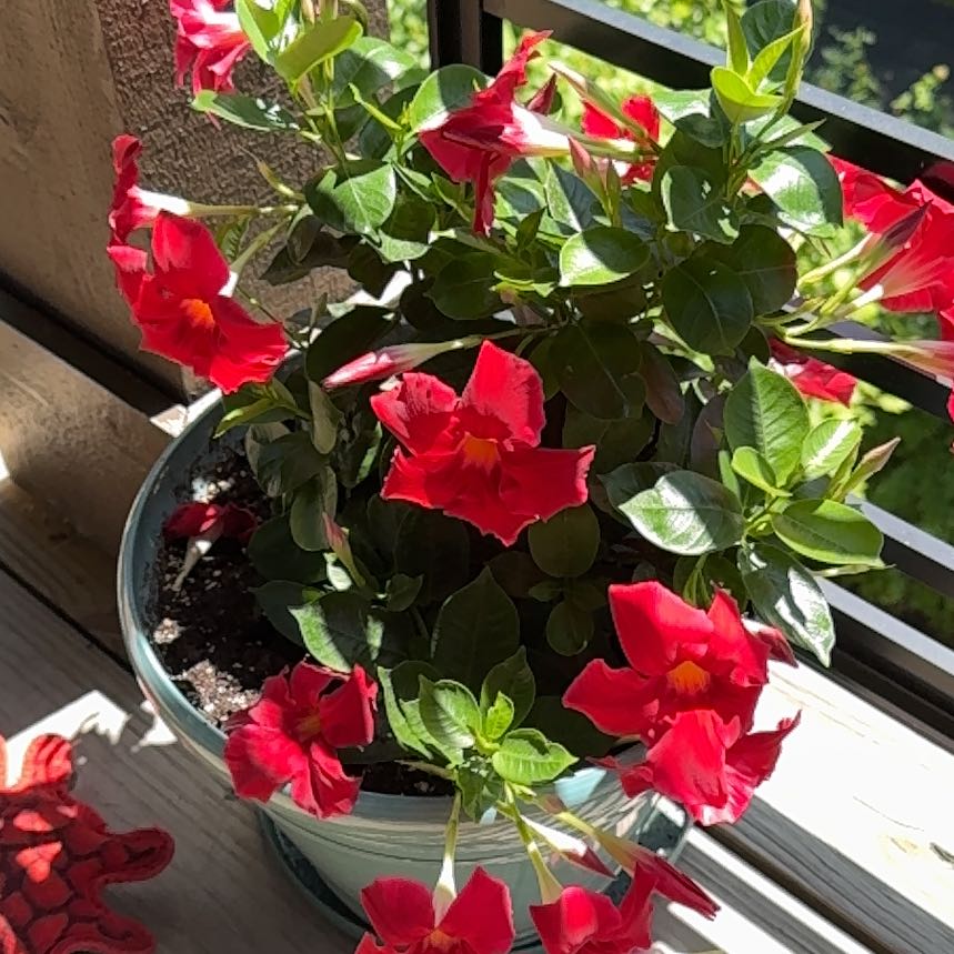 Photo of the plant species Samba by @WiseDutchiris named Pax on Greg, the plant care app