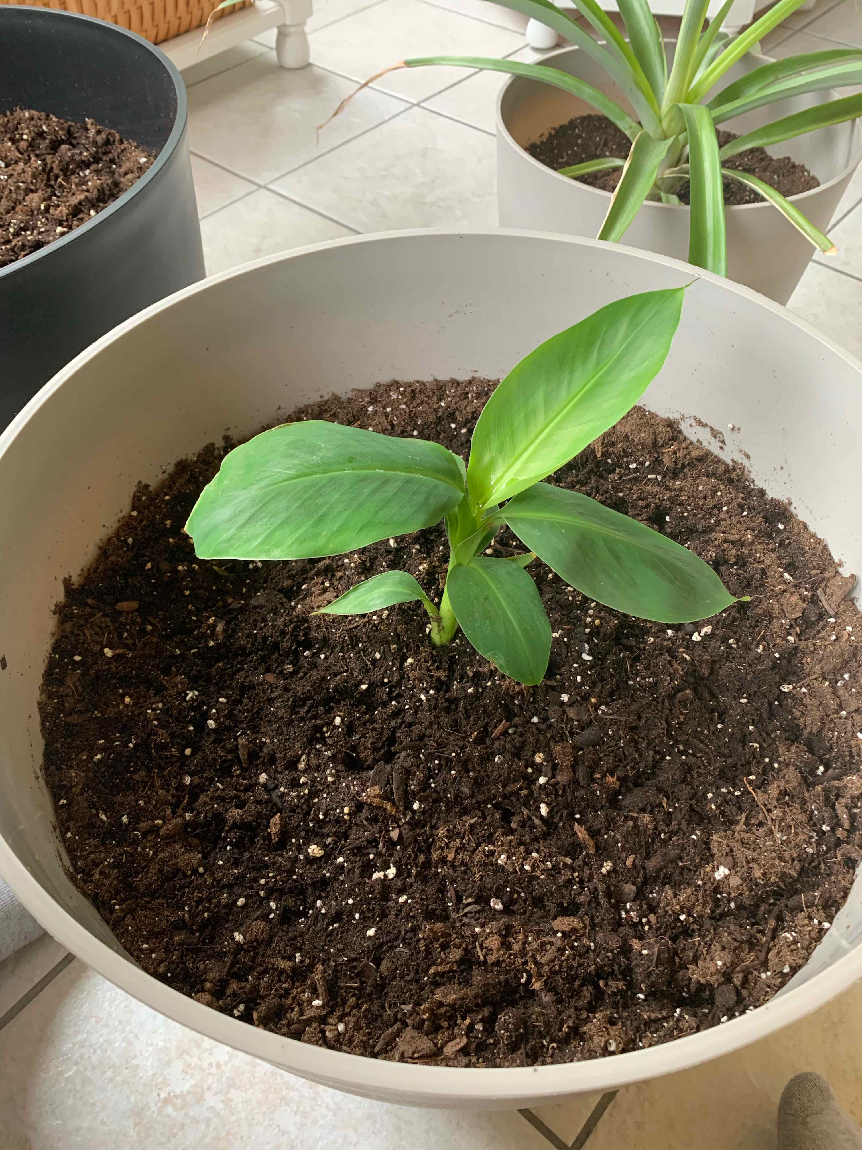A healthy young Dwarf Banana plant in a pot with visible soil and vibrant green leaves.