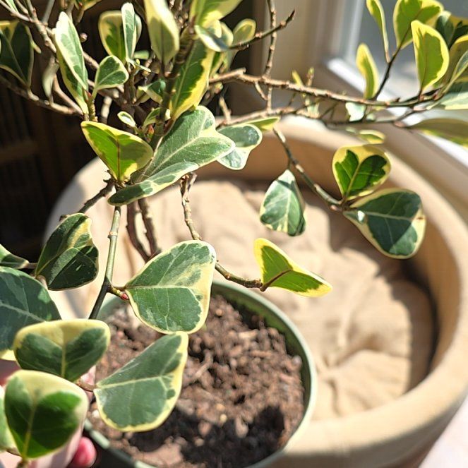 Photo of the plant species Ficus triangularis by @HumorousMizuna named Naomi on Greg, the plant care app