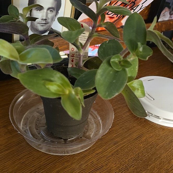 Photo of the plant species Inch Plant by @HumorousMizuna named Athena on Greg, the plant care app