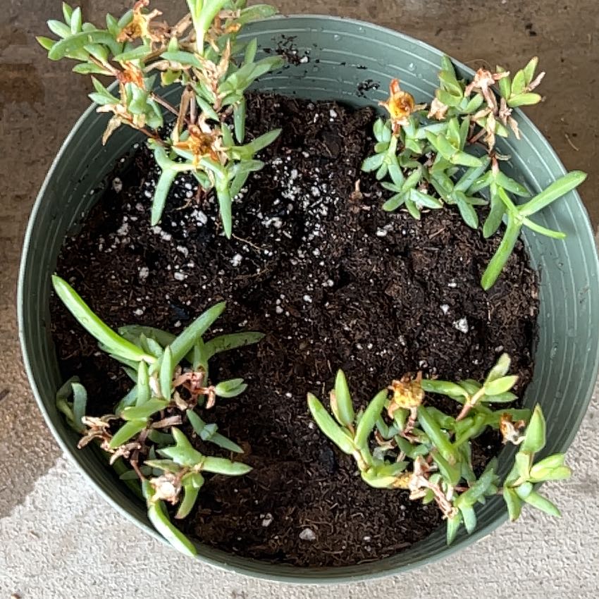 Photo of the plant species Hardy Yellow Ice Plant by @GutsySacahuista named Sherlock on Greg, the plant care app