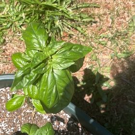 Photo of the plant species Lemon Basil by @NanaApothecary named Baesil on Greg, the plant care app