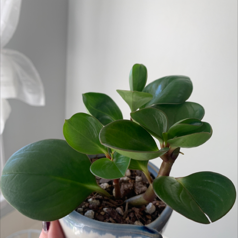 Office Pep Obtusifolia